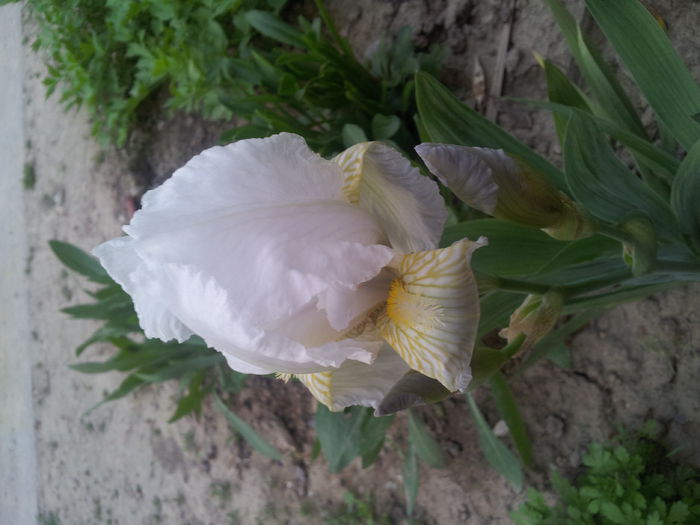 Iris germanica - Irisi 2014