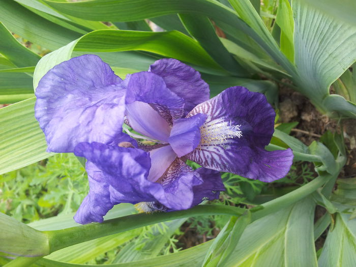 iris germanica - Irisi 2014