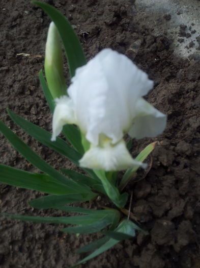 iris nana pumila - Irisi 2014