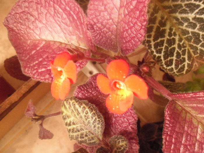 Strawberry Patch