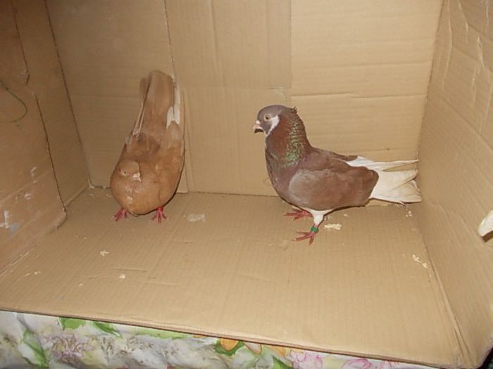 002 - jucatori de galati o amintire nui mai am