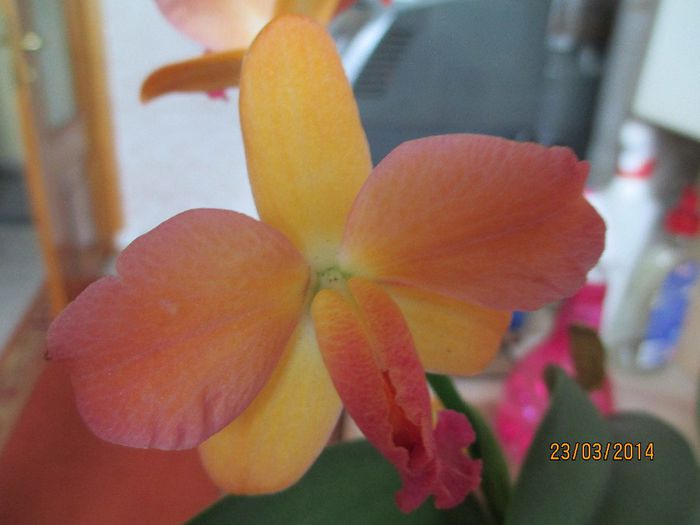 cattleya corai