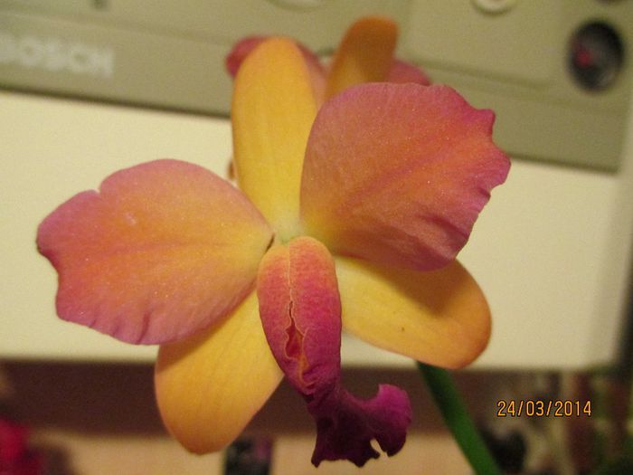 cattleya corai