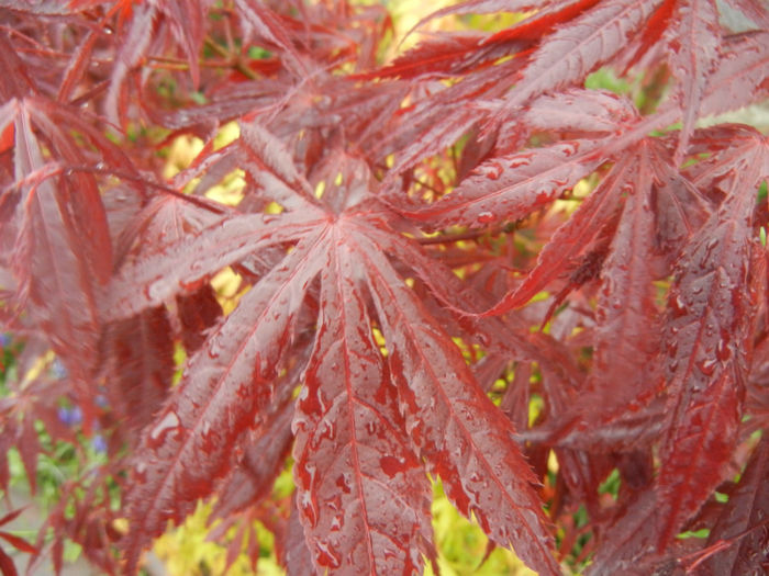 Acer palmatum Bloodgood (2014, Apr.18) - Acer palmatum Bloodgood