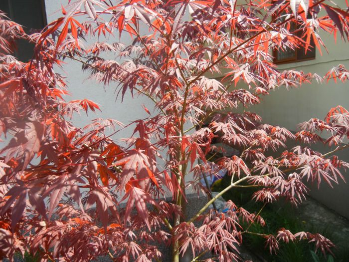 Acer palmatum Bloodgood (2014, Apr.20) - Acer palmatum Bloodgood