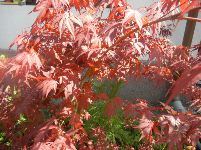Acer palmatum Bloodgood (2014, Apr.20) - Acer palmatum Bloodgood