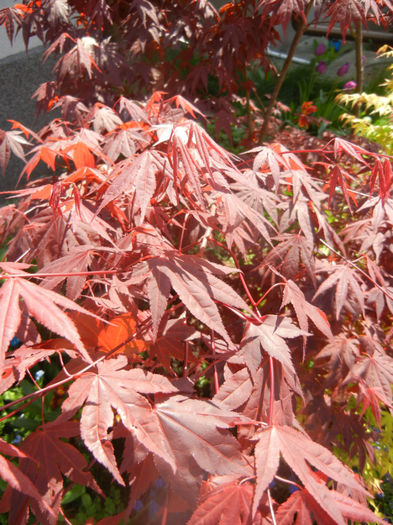 Acer palmatum Bloodgood (2014, Apr.20) - Acer palmatum Bloodgood