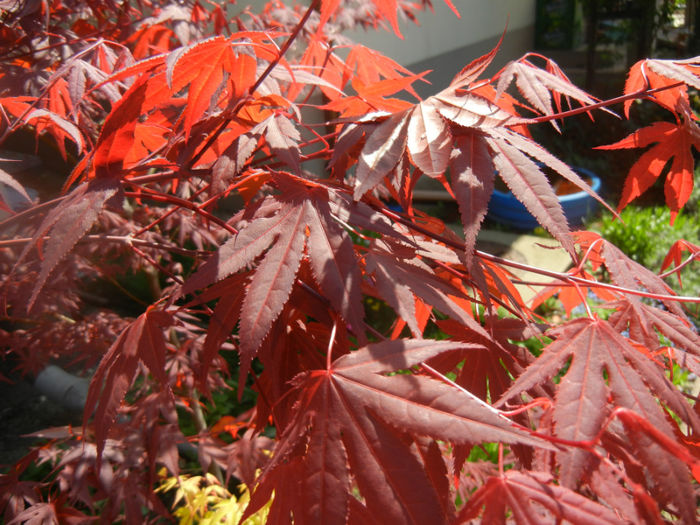 Acer palmatum Bloodgood (2014, Apr.20) - Acer palmatum Bloodgood