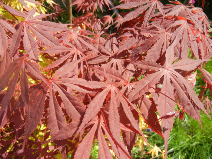 Acer palmatum Bloodgood (2014, Apr.20) - Acer palmatum Bloodgood