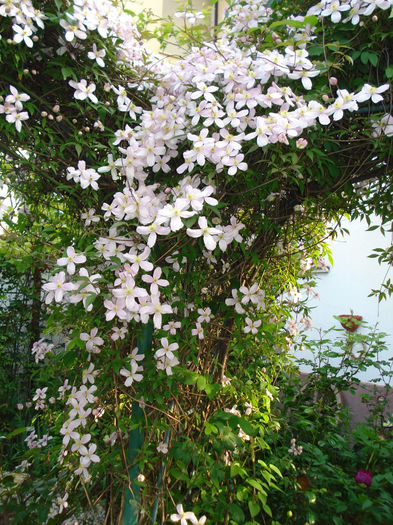 DSC06749 - Clematis 2014