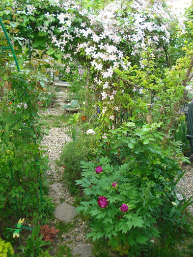 DSC06719 - Gradina in 2014