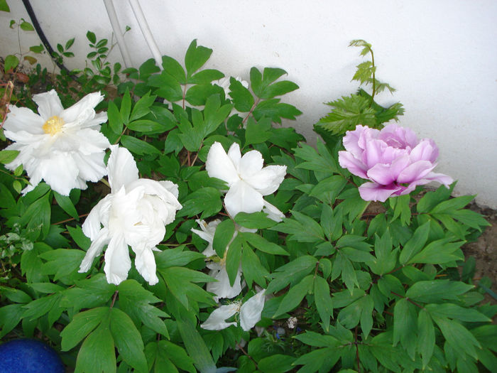 DSC06738 - Gradina in 2014