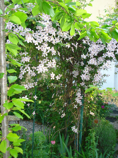DSC06756 - Gradina in 2014