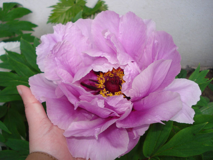 "Lilac" - Gradina in 2014