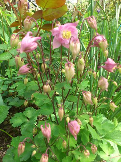 DSC_4415 - Aquillegia