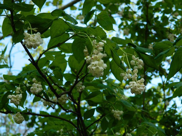 DSCN7010