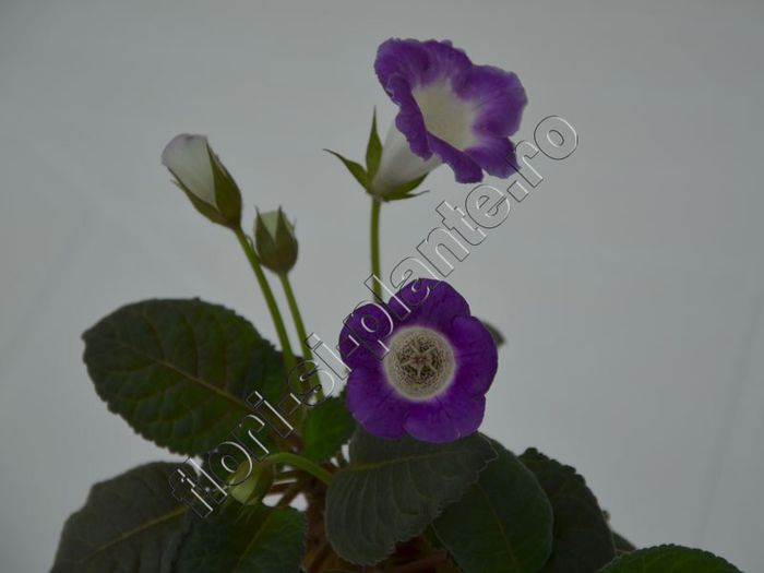 Sinningia Lucis -----