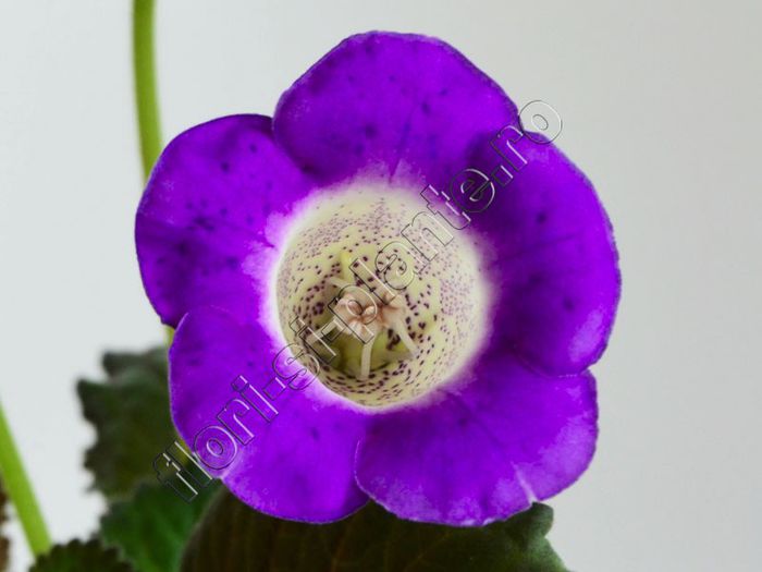 Sinningia Lucis -----