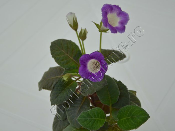 Sinningia Lucis -----