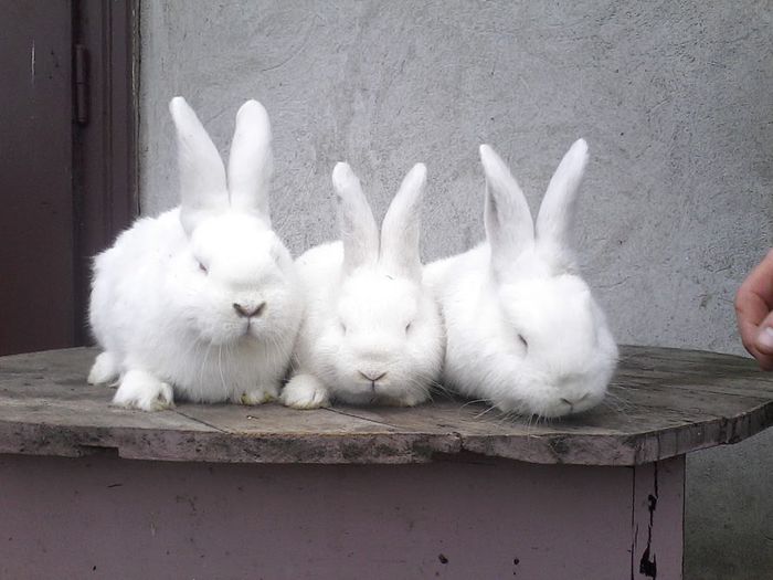 achizitionat de la floriniepurila