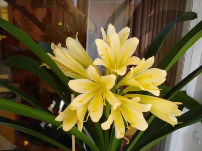 in plina floare (3) - clivia in 2014