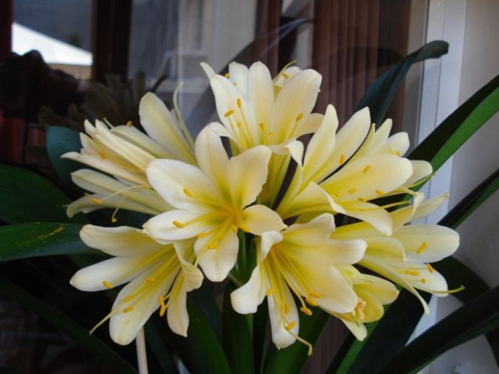 in plina floare (5) - clivia in 2014