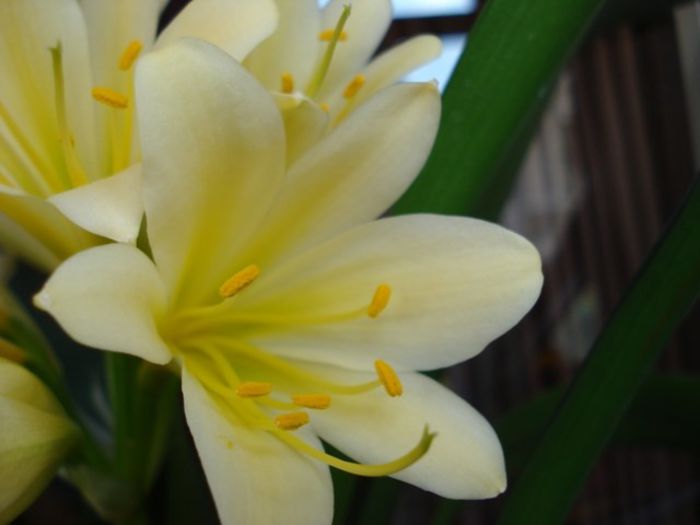 in plina floare (7) - clivia in 2014