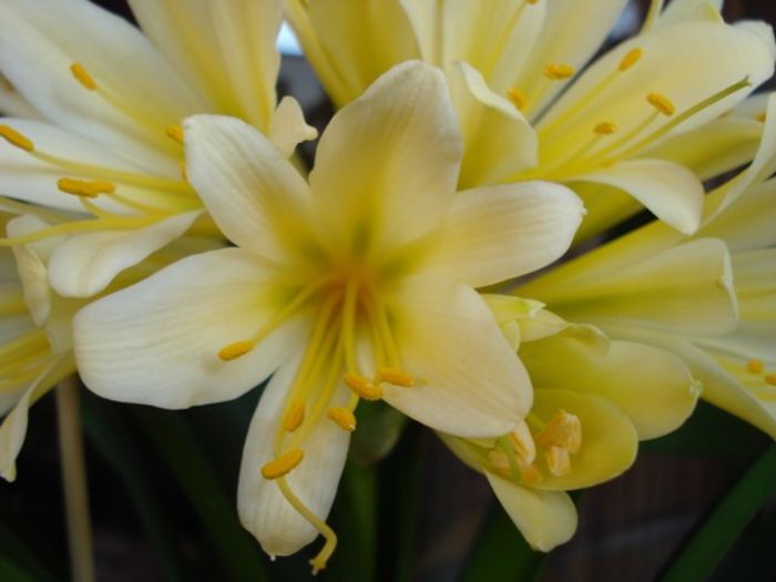 in plina floare (6) - clivia in 2014