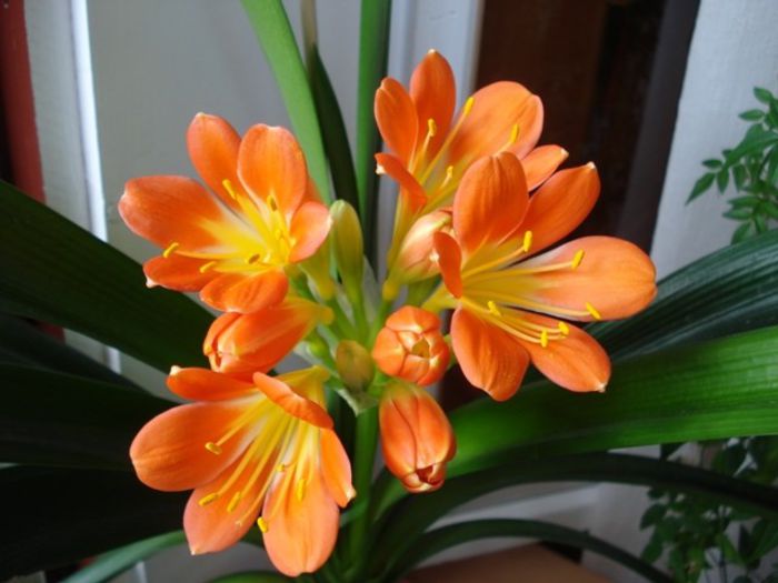 clivia clasica - evolutie (3) - clivia in 2014