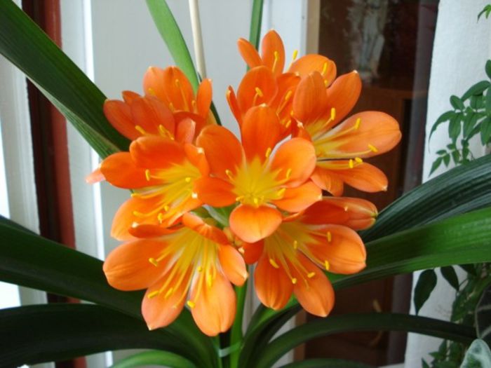 clivia clasica - evolutie (4)