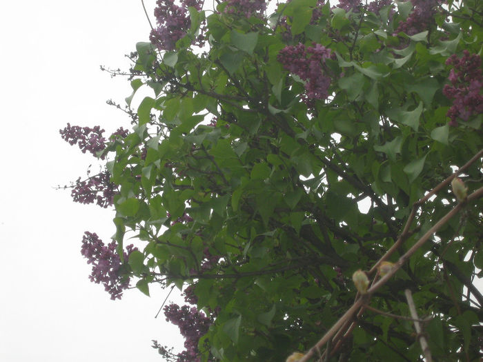 liliac in gradina 002 - In gradina mea