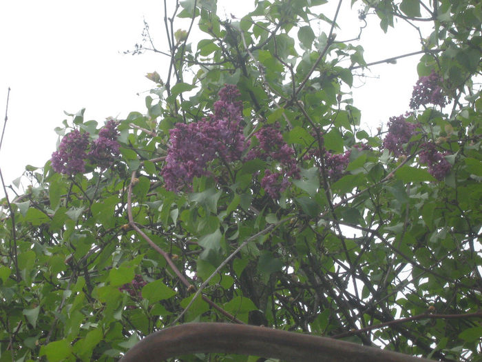 liliac in gradina 003 - In gradina mea