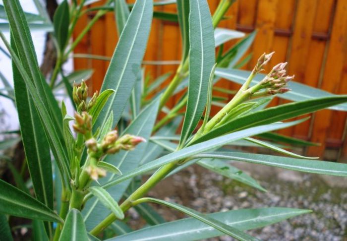 semne de inflorire in aprilie (9) - leandru 2014