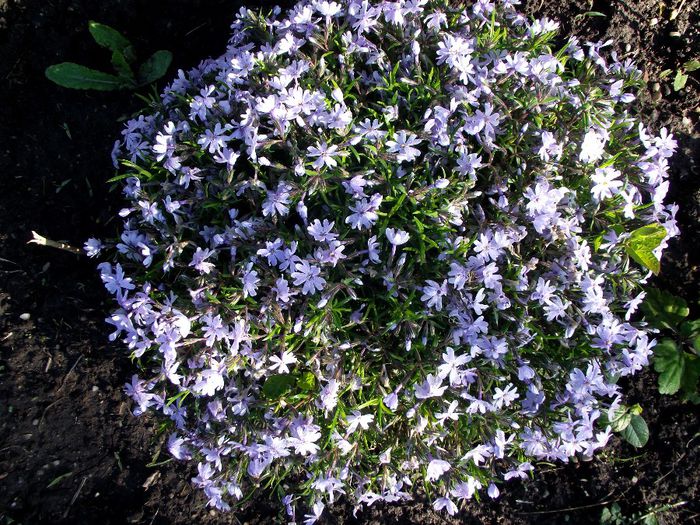 phlox subulata early spring blue