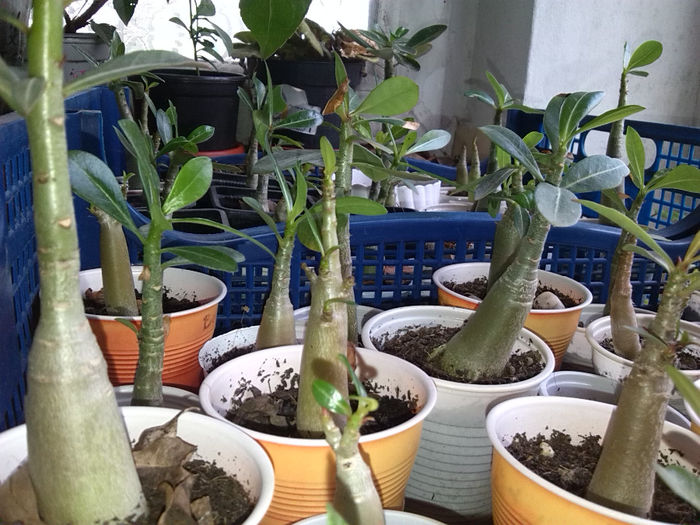 IMG_20140422_141928 - ADENIUM SI PLUMERIA asa arata acum