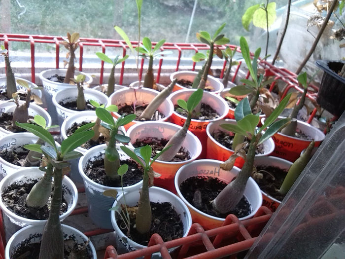 IMG_20140422_142432 - ADENIUM SI PLUMERIA asa arata acum
