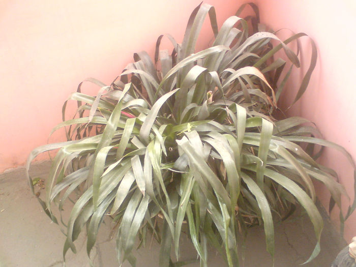 40 Billbergia nutans (Lacrima Reginei) - Plante de balcon si camera - 2014