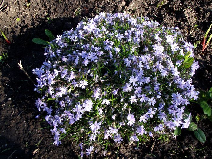 phlox blue