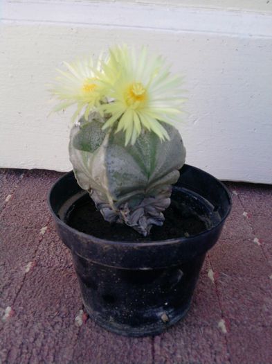 cactus - Flori de ghiveci