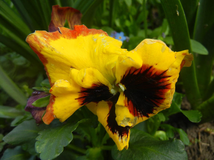 Pansy (2014, Aprill 20) - PANSY_Viola x wittrockiana