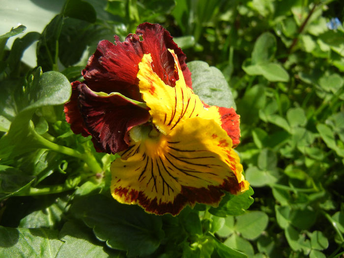 Pansy (2014, Aprill 20) - PANSY_Viola x wittrockiana