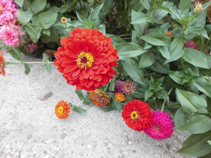 IMG_1437 - flori 2013