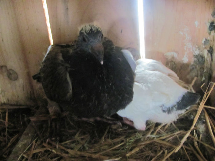 IMG_0257 - 22 aprilie 2014