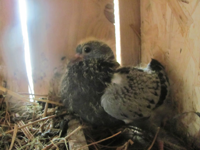 IMG_0266 - 22 aprilie 2014