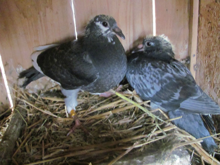 IMG_0269 - 22 aprilie 2014