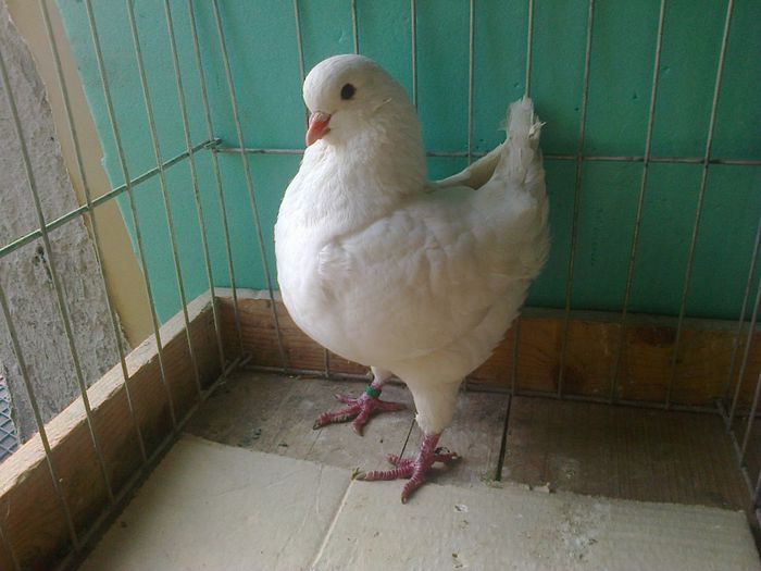 Femela 2013-RO-10299