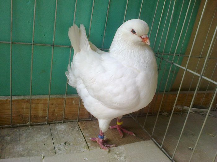 MASCUL -2012-SRB1740