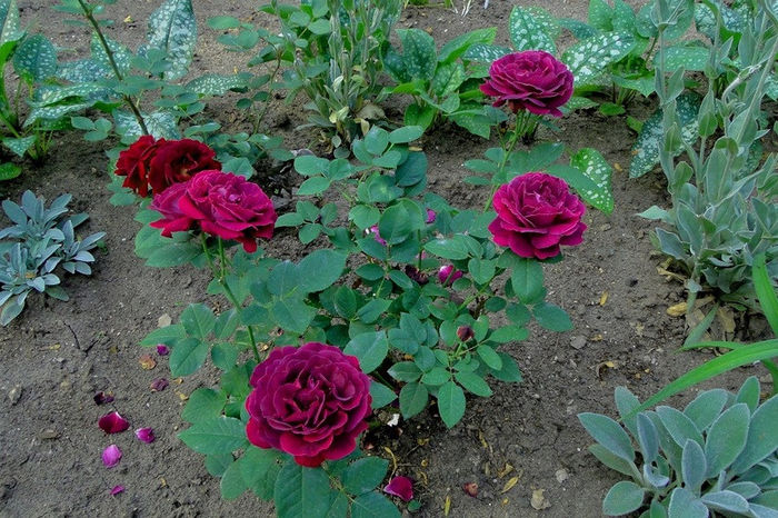 Souvenir du Dr. Jamain-cumparat de la floribunda.pl - Trandafiri - dorinte implinite