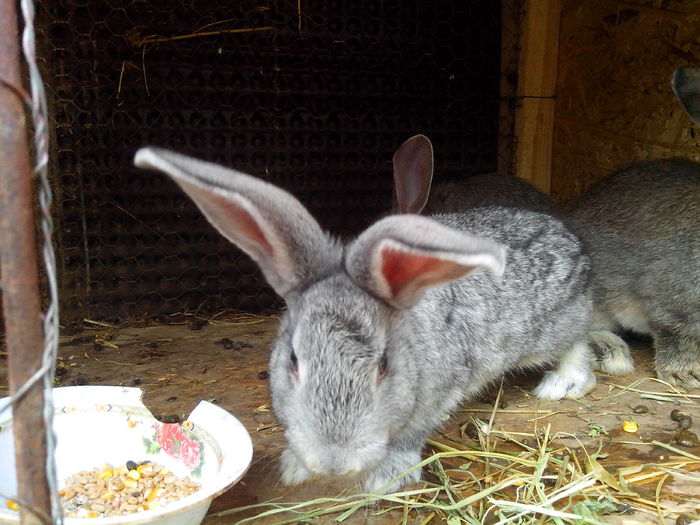 IMG_20140422_141542; Fetite
