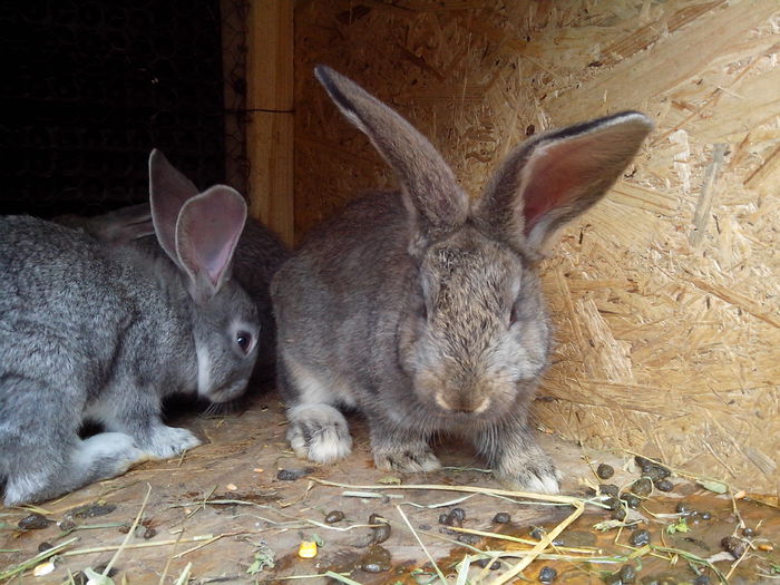 IMG_20140422_141547; Preferata mea.
